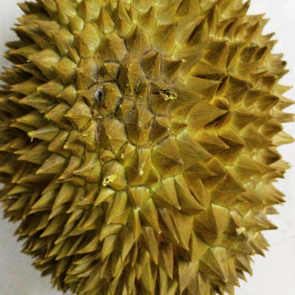 @湖北远嫁的菇凉