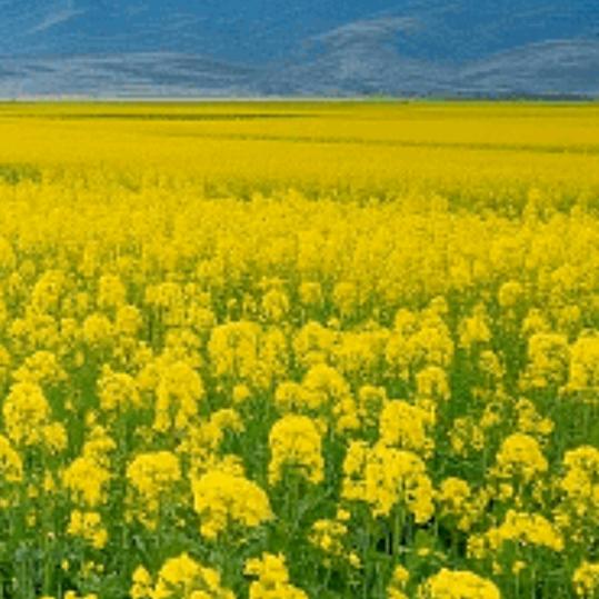 油菜花香（捧<peng>香阁油坊）