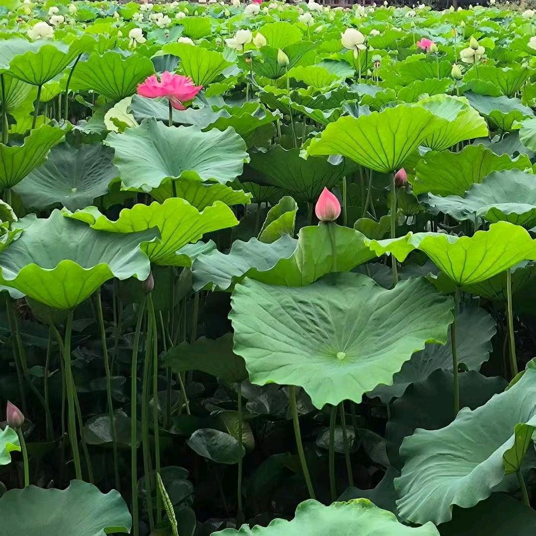 一颗小竹笋