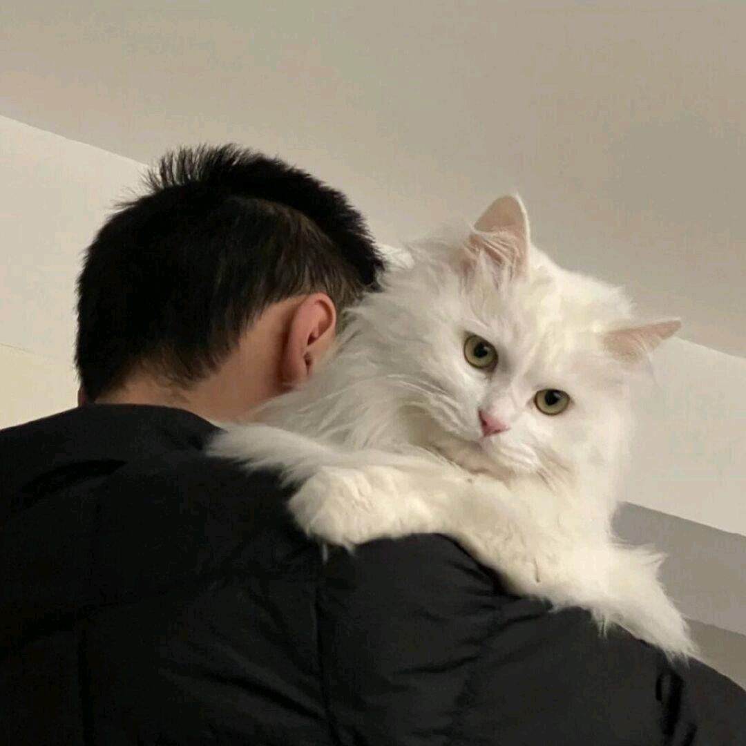 蝴