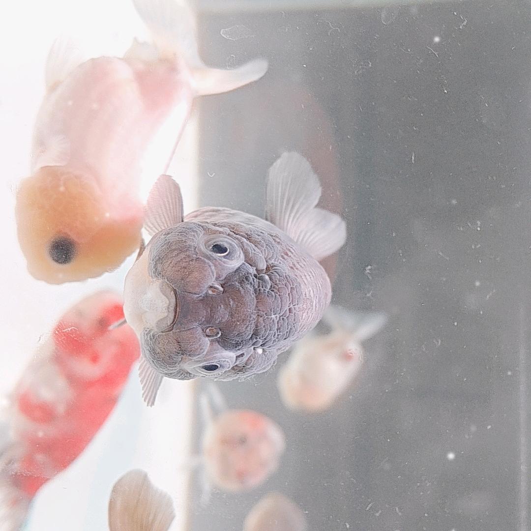 老王撩鱼授权号