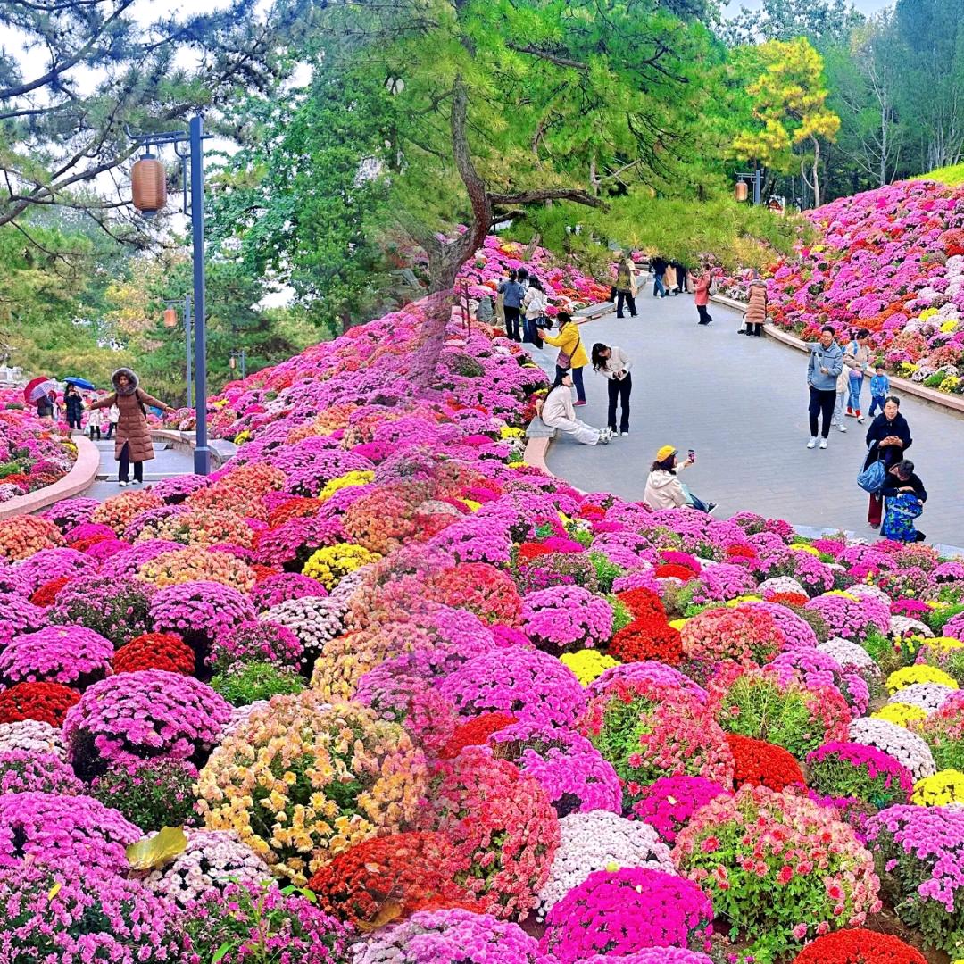 阳光谷菊艺花海直播间