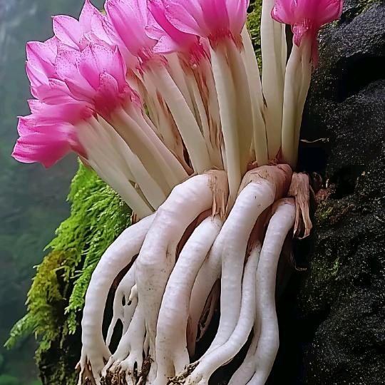 天长地久