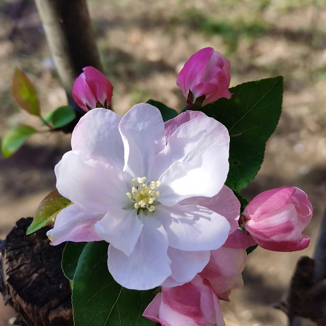 海棠花