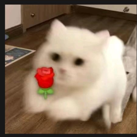 凋落（全网最菜貂蝉）