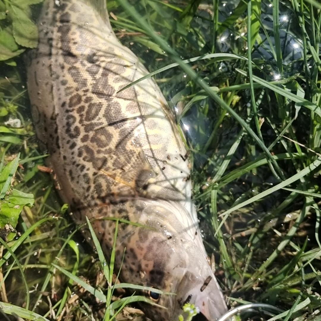 军鱼上岸咬人了