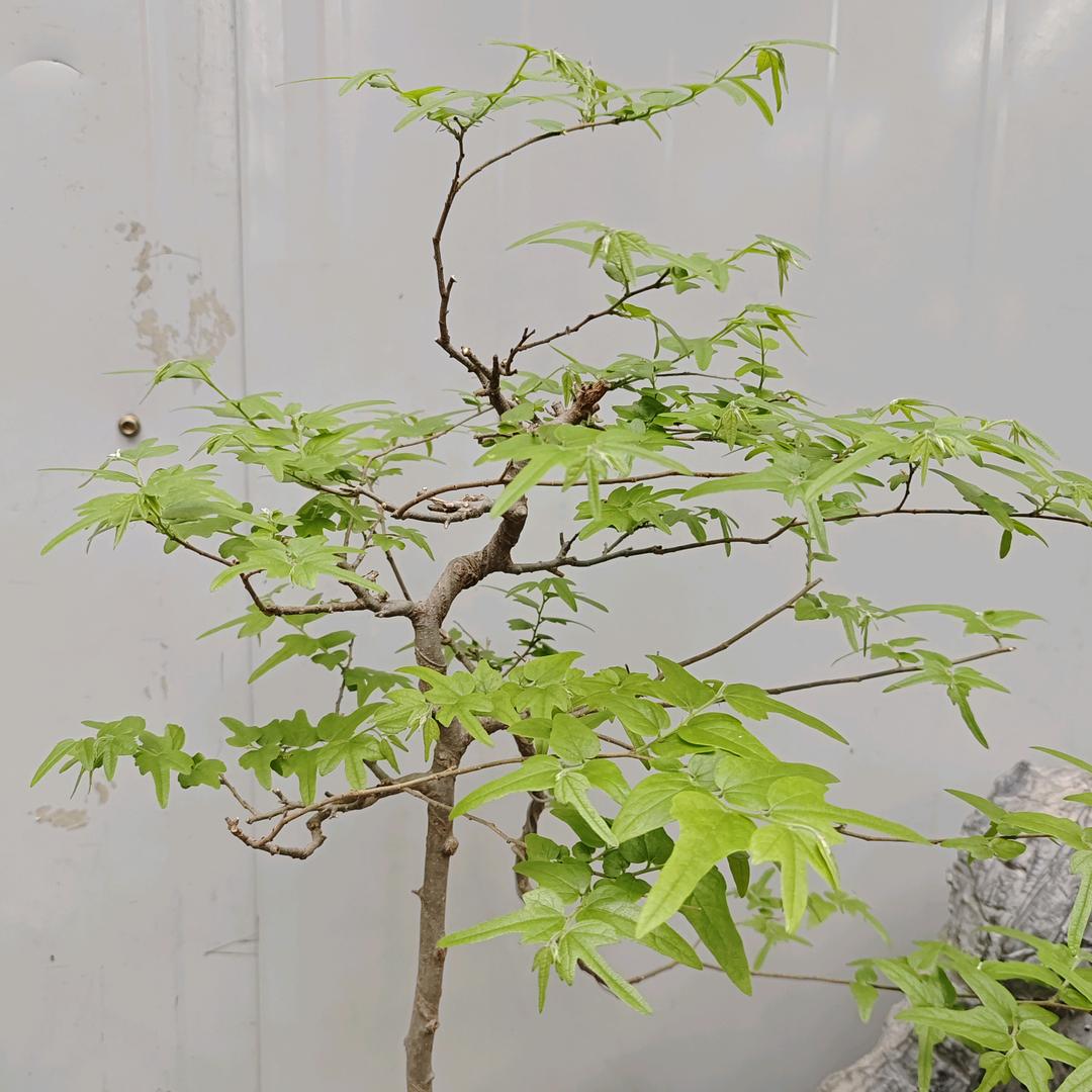 @醉清風