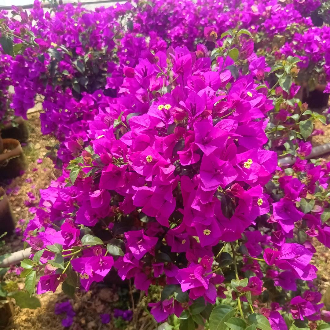 阿伟🌈三角梅🌸
