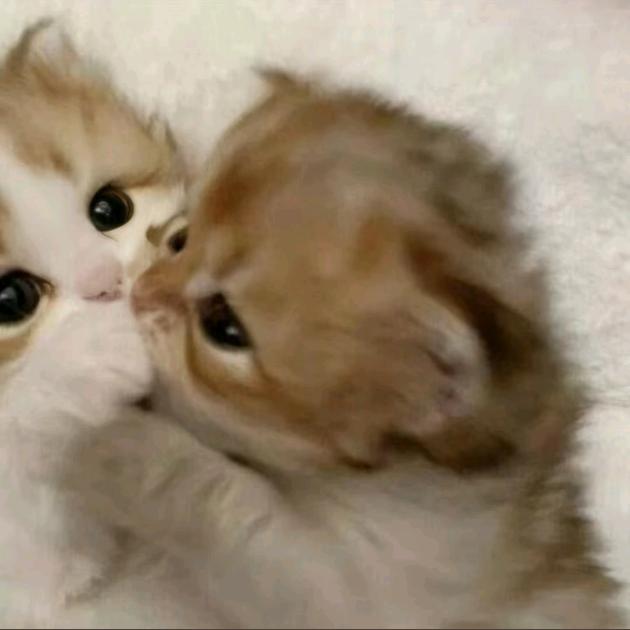 嘟嘟大王小跟屁虫