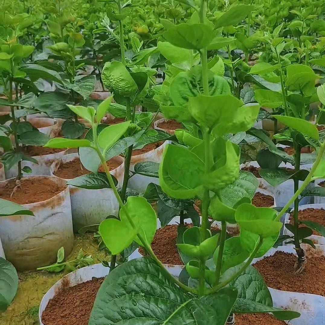 大自然搬运工（优质果树盘景、果树大苗）