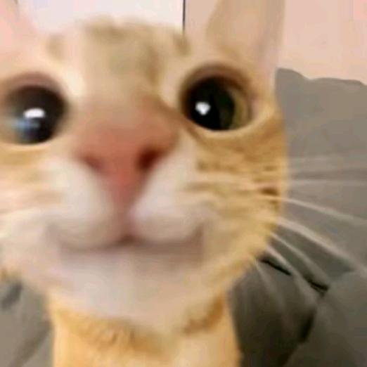 饽饽已经十年没笑了