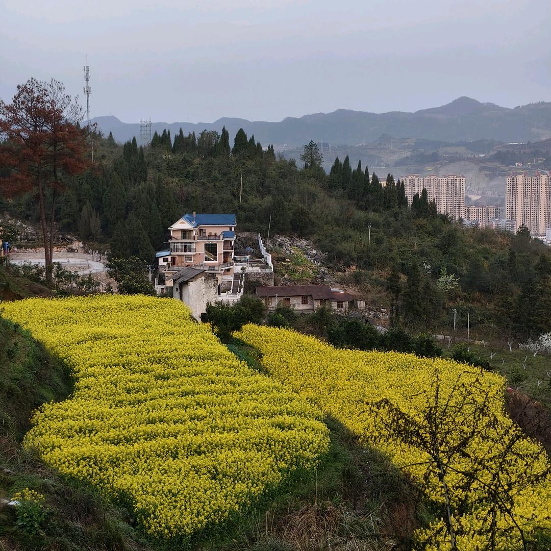 大宇