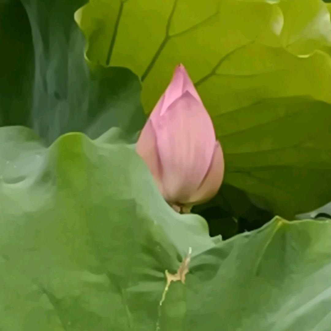 梅子首播（9.00—10：00）