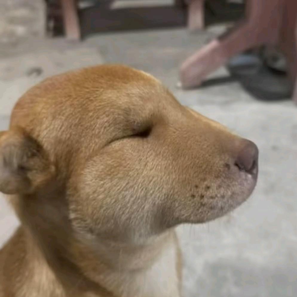 析木
