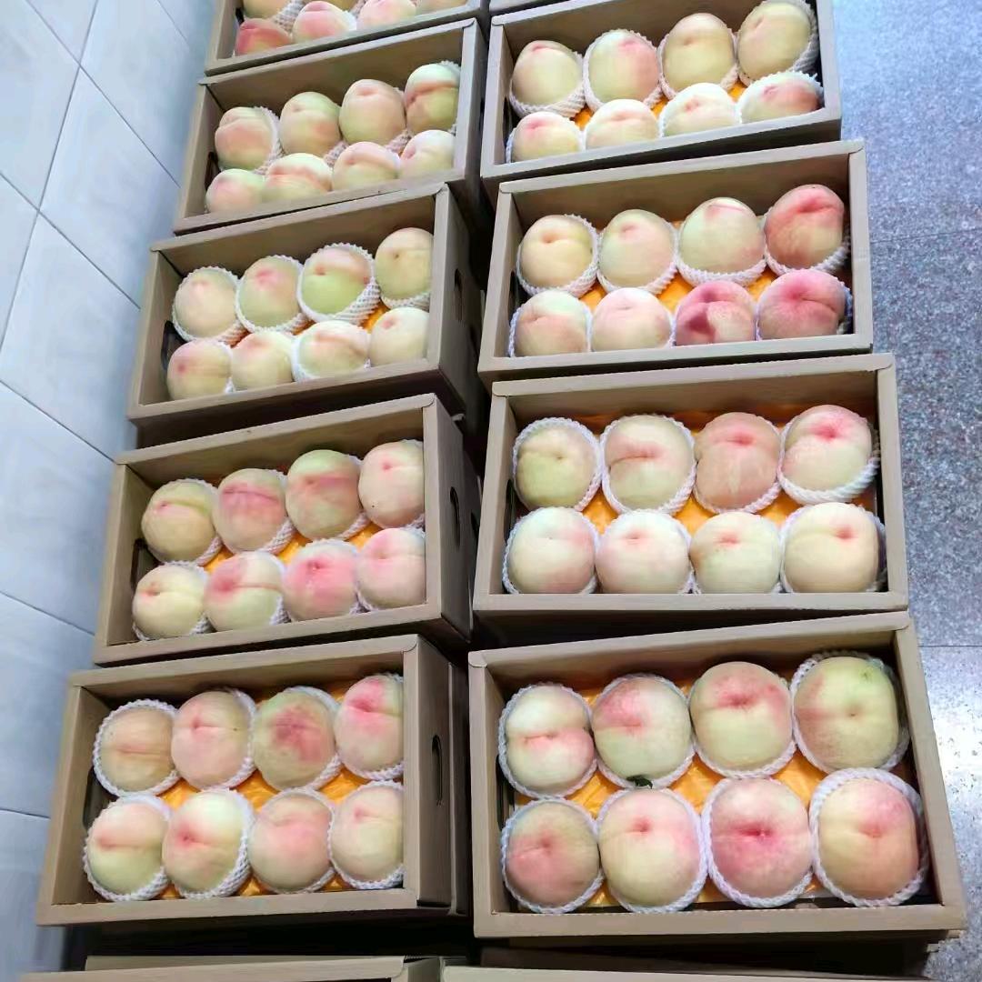 无锡阳山水蜜桃大庄主