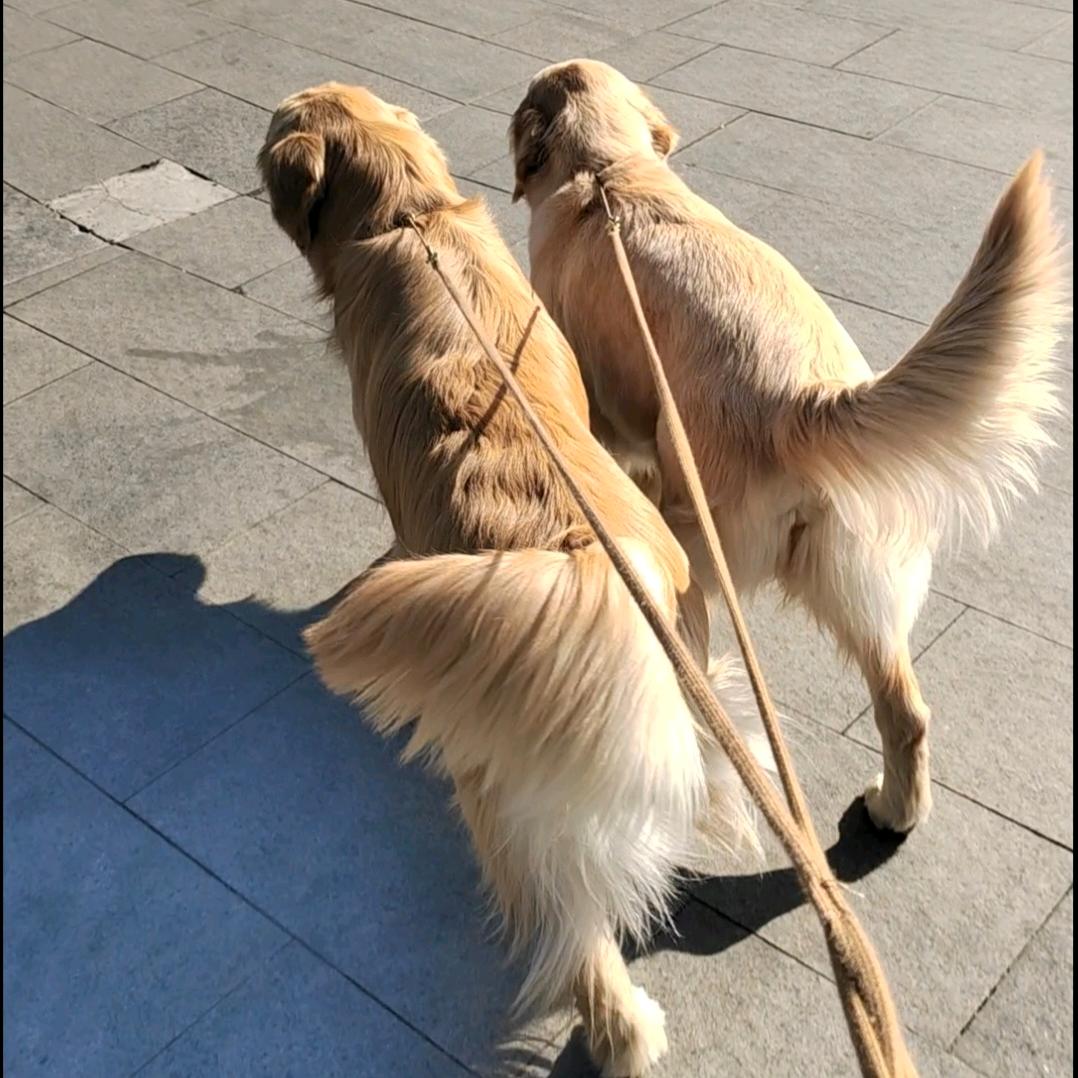 明光恋情犬舍宠物店