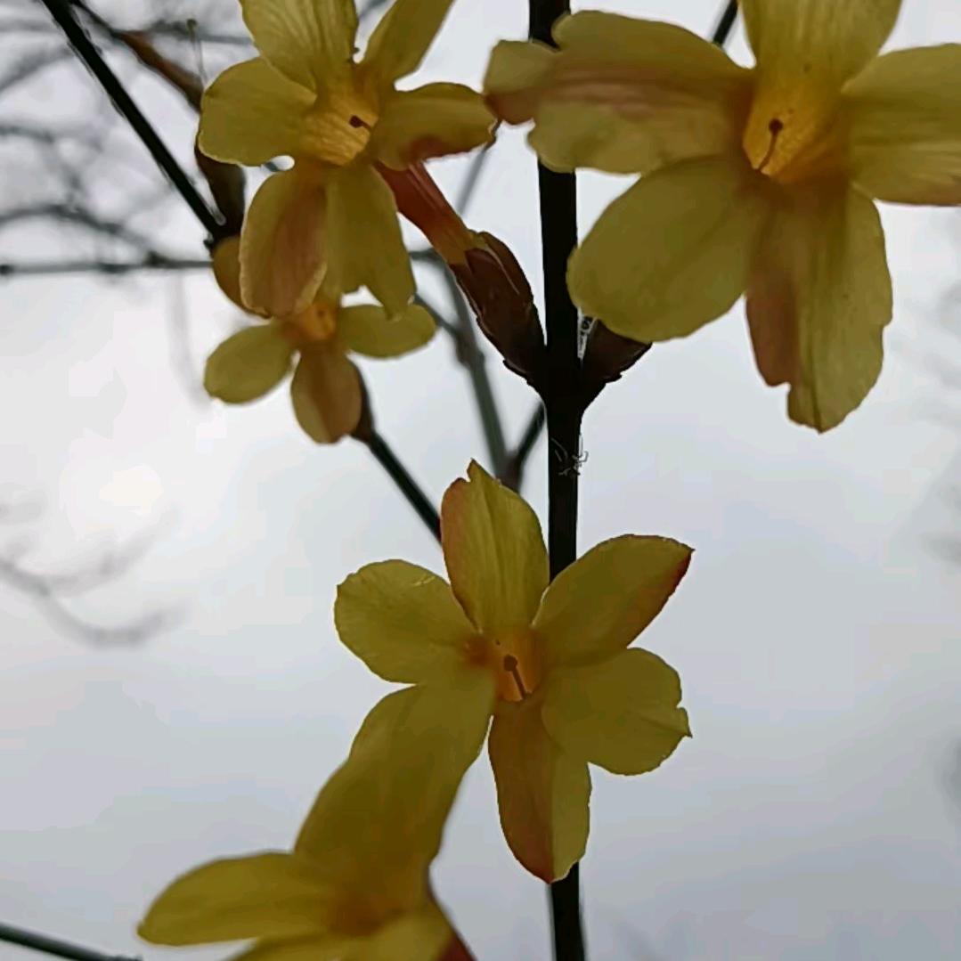 李
