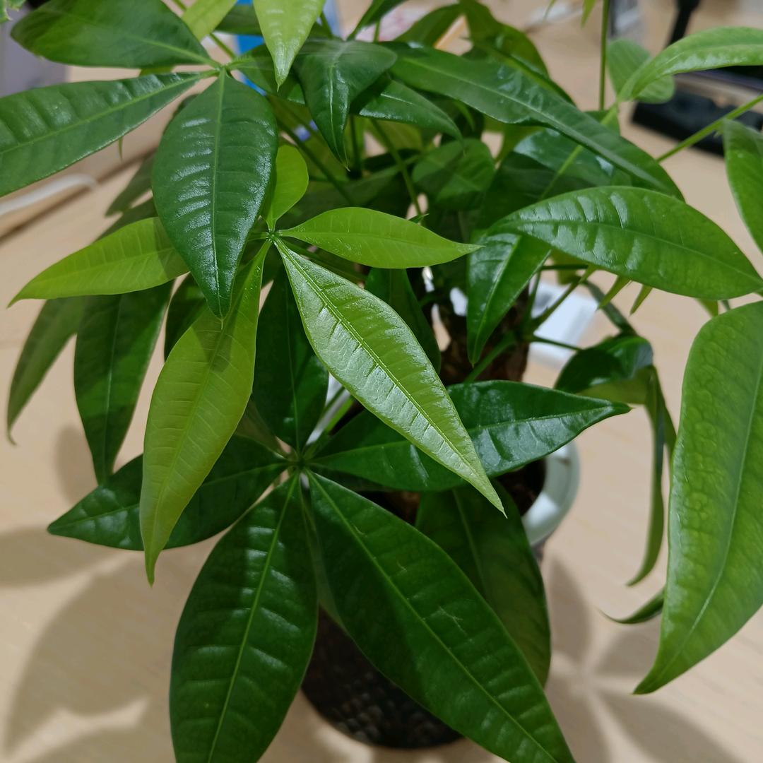 吹吹人间发财风