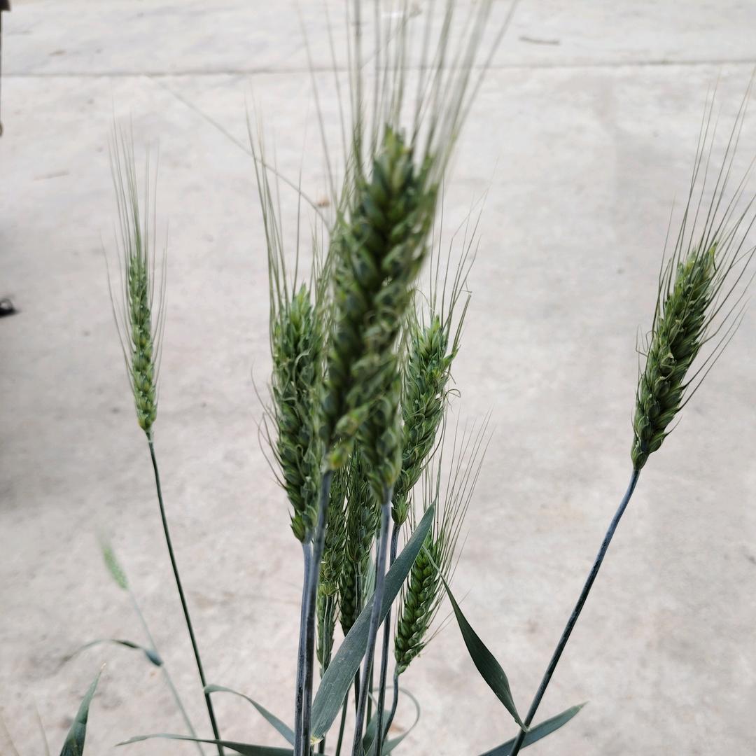 青池磨面内小伙