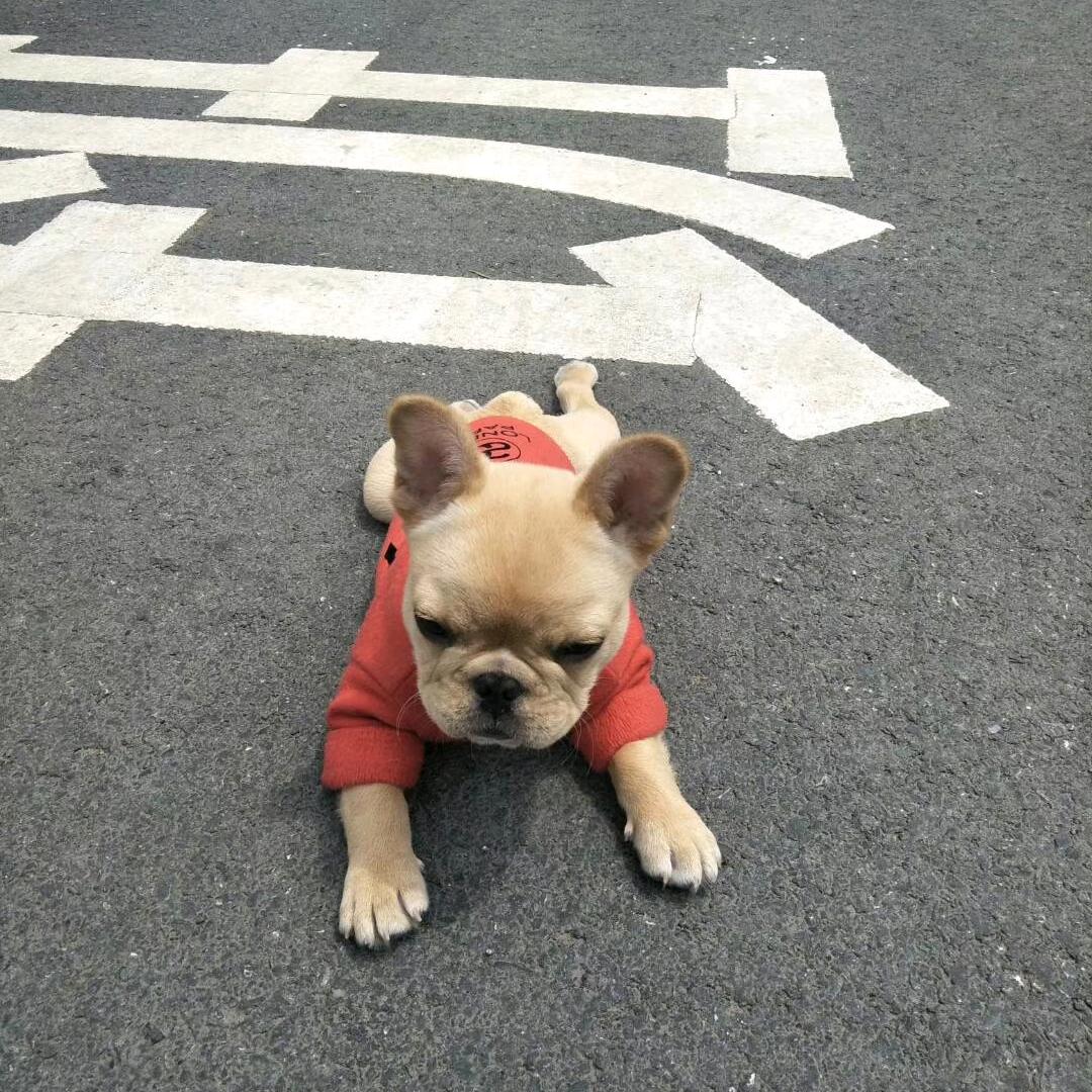 兔子经典商铺