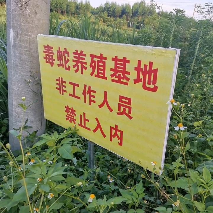 眼镜王蛇