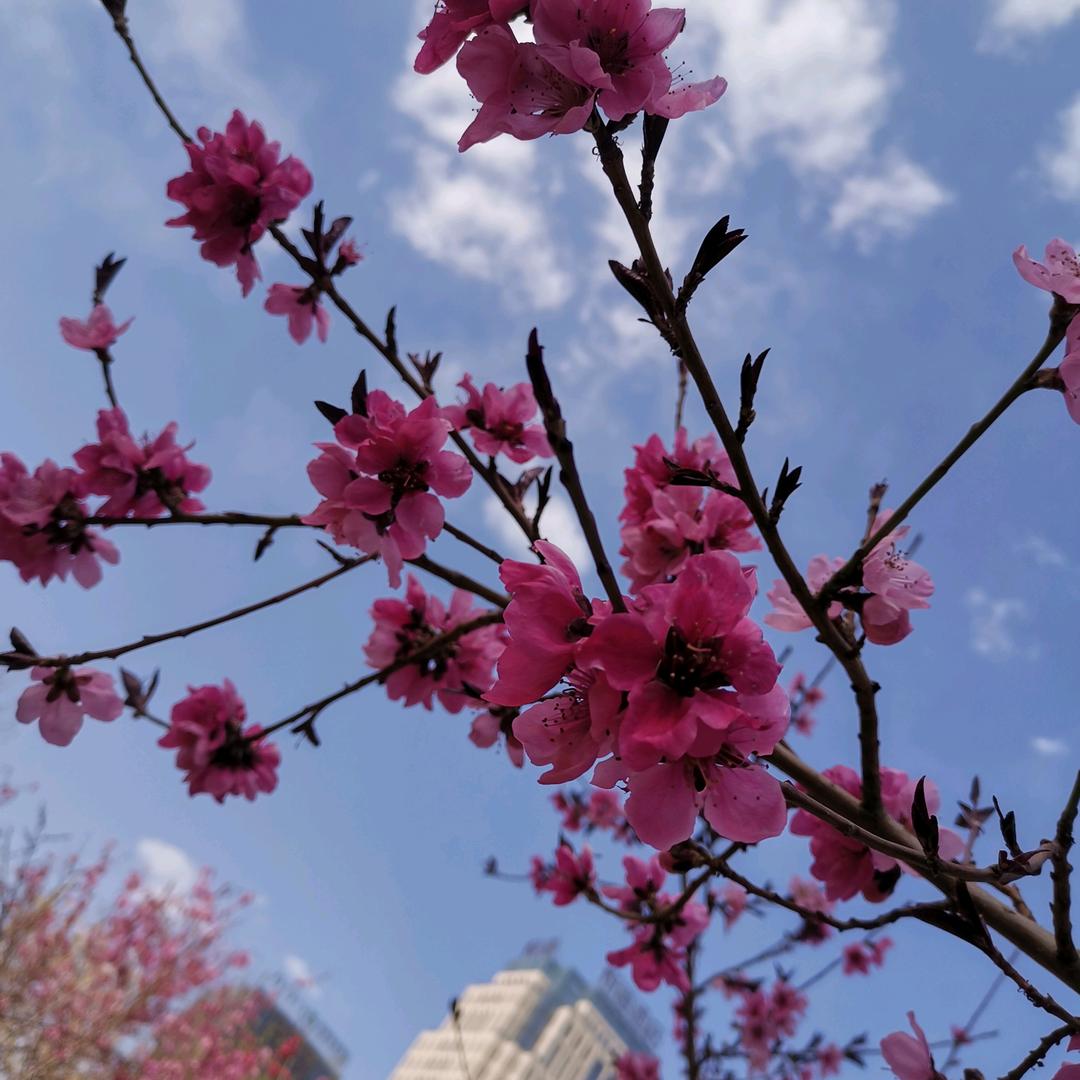 繁花似锦