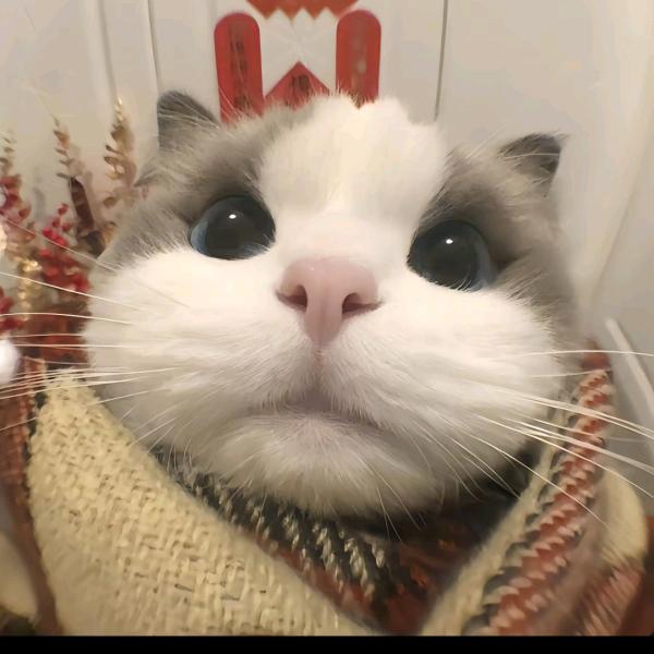 🌈Cherry🐵(=^^=)