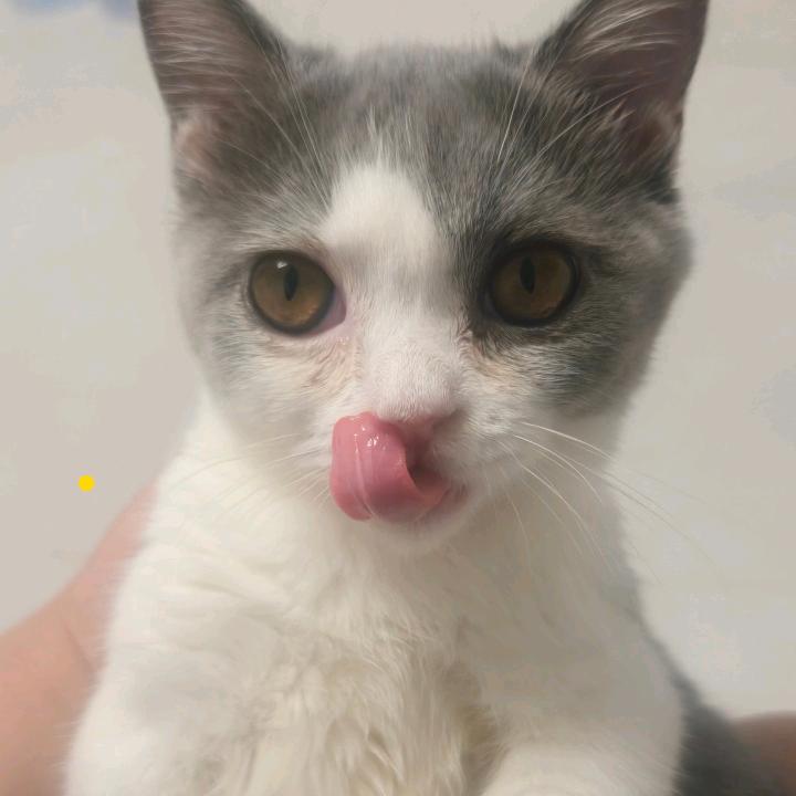 可恶的喜羊羊