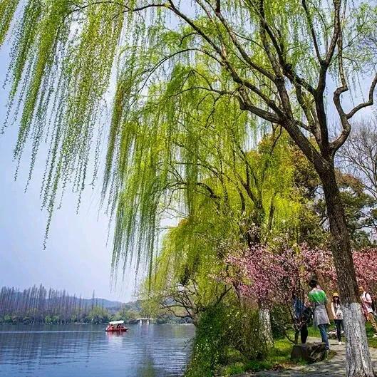杨柳