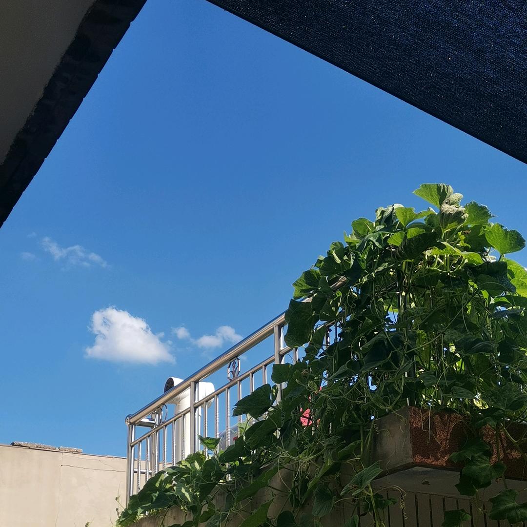憨憨🌸🌸