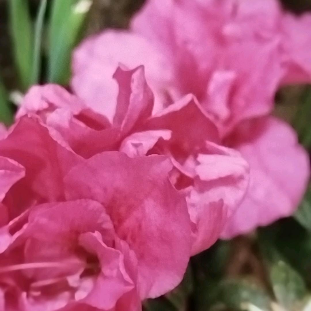 玉兰花头像