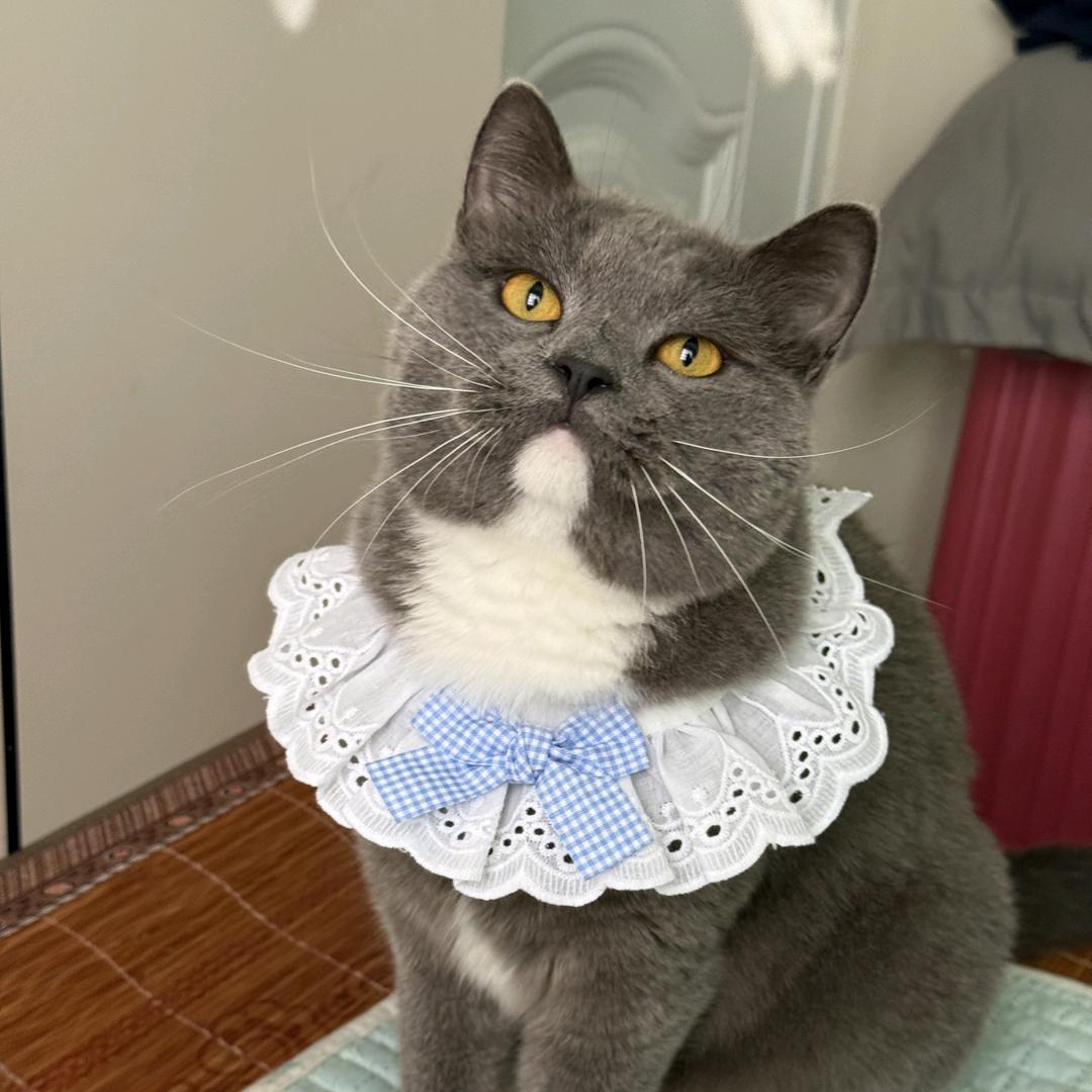 luaky❤️😸可爱的小蓝猫