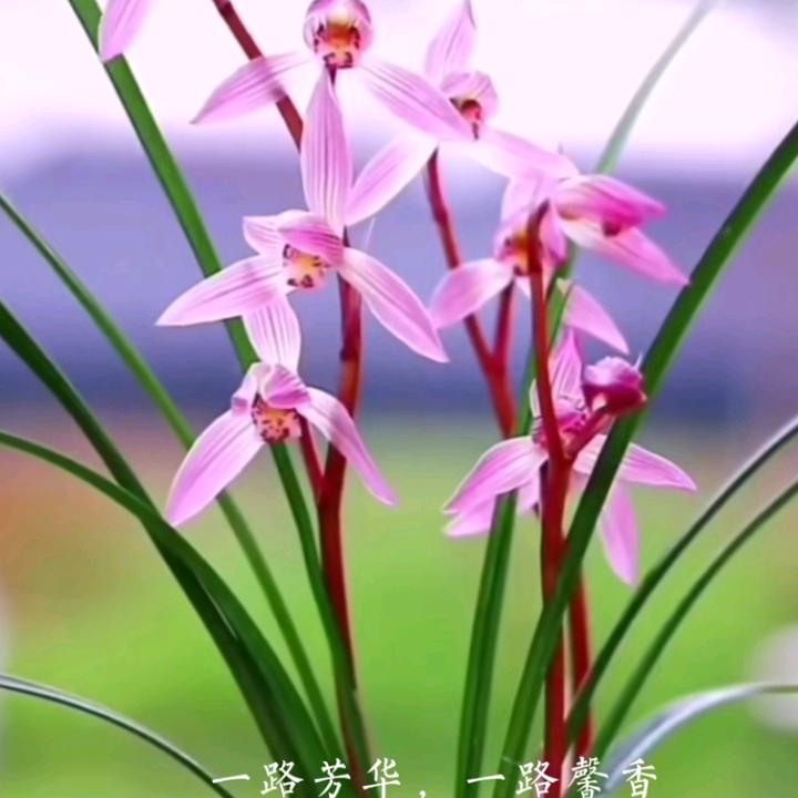 幽兰