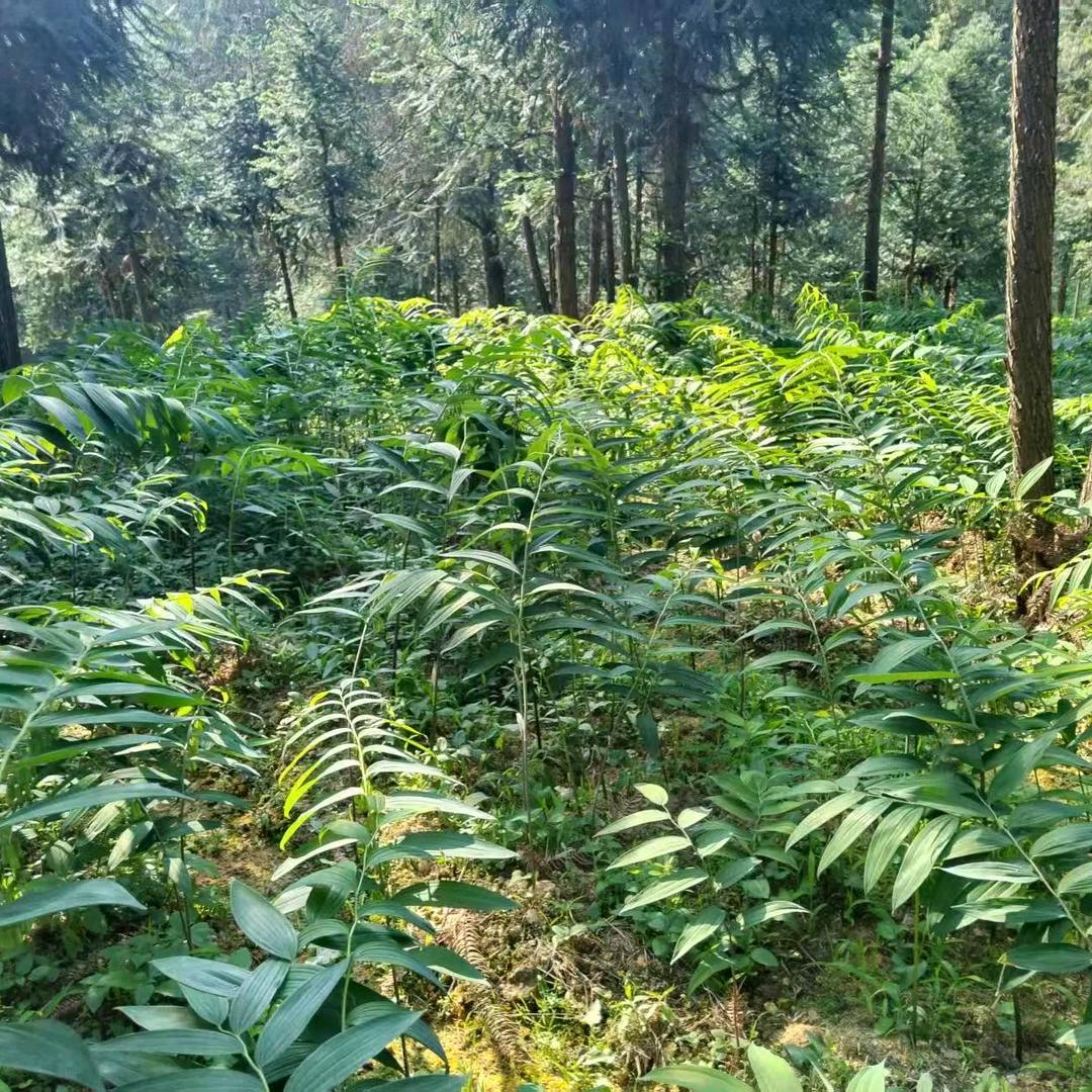 银鸿发展滋补营养专卖店