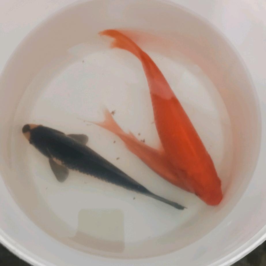 🐉逍遥龙🐉