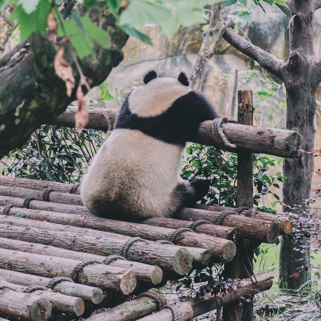 小猫抓蚯蚓
