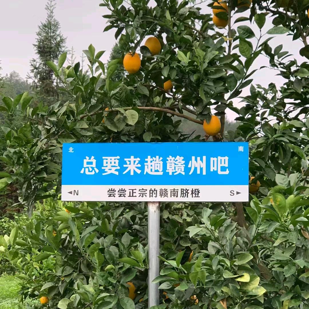 🌈兔子的橙子