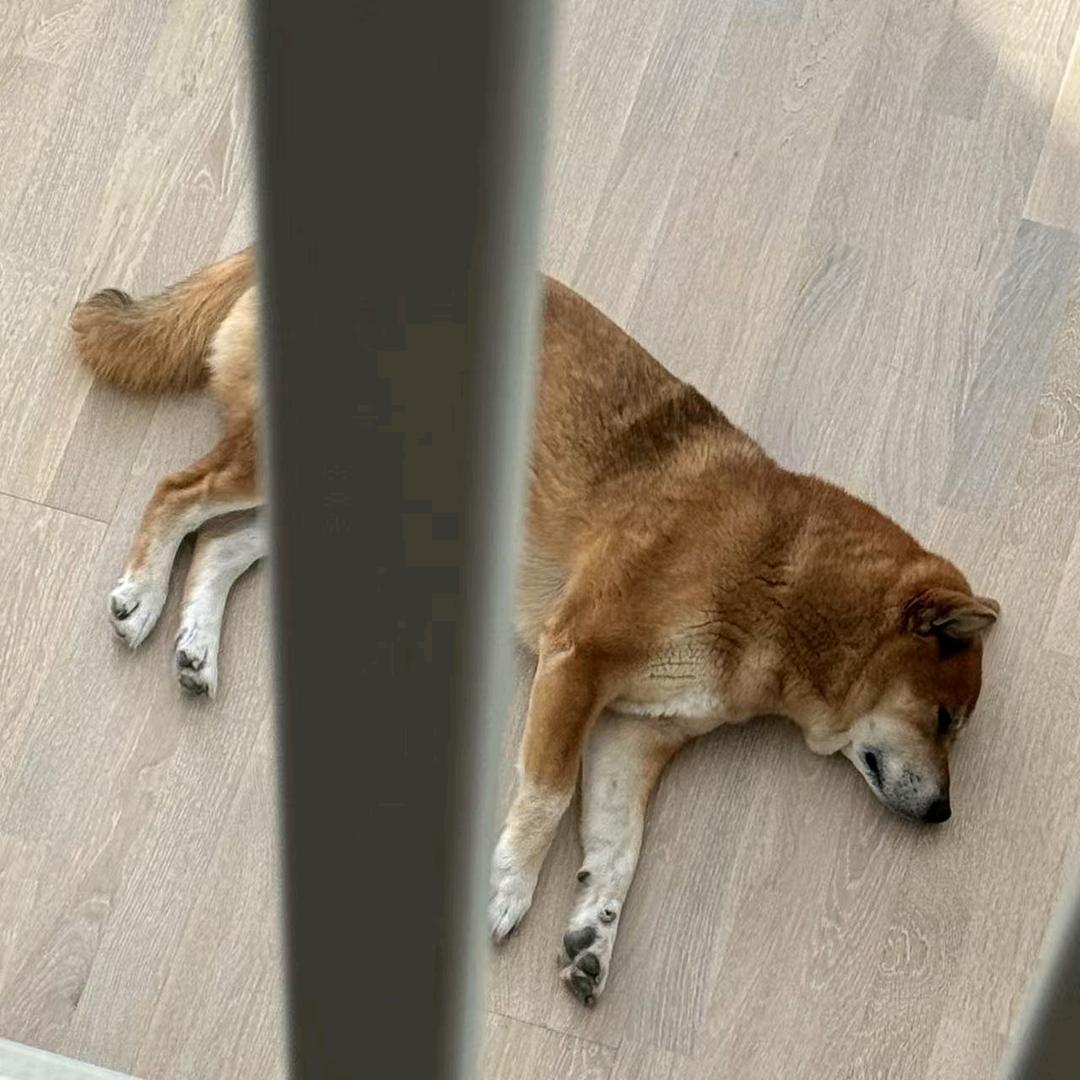 初洛