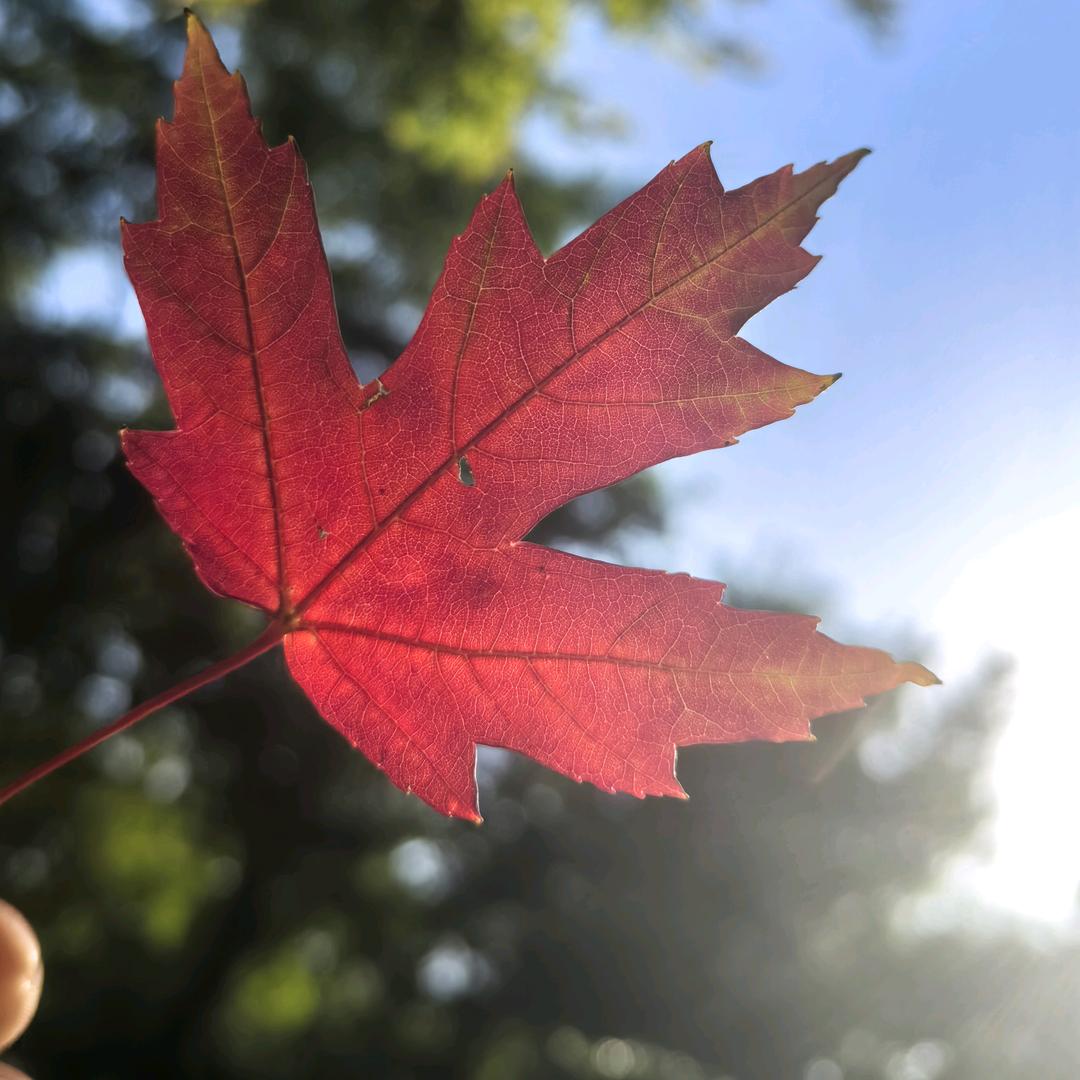 ✿✡🍁