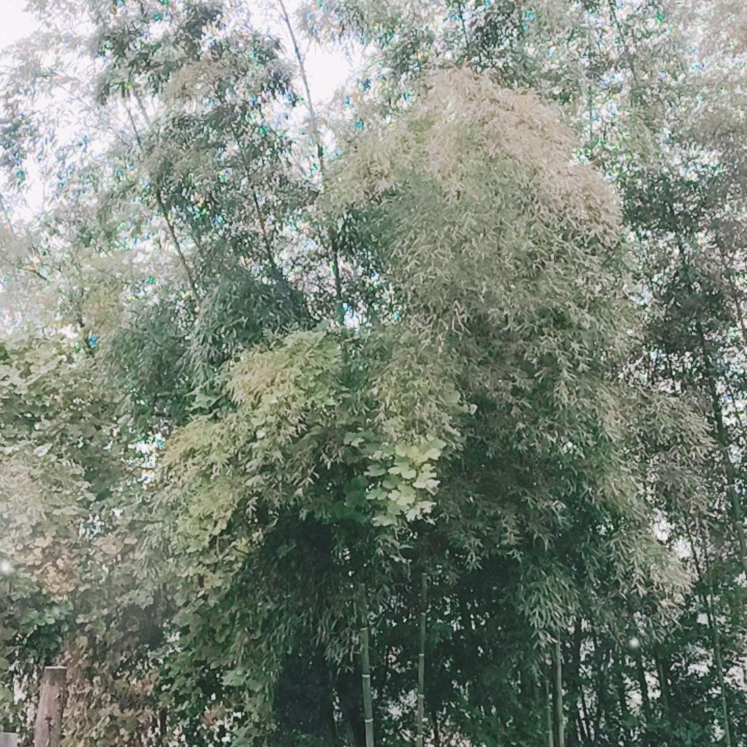 随意