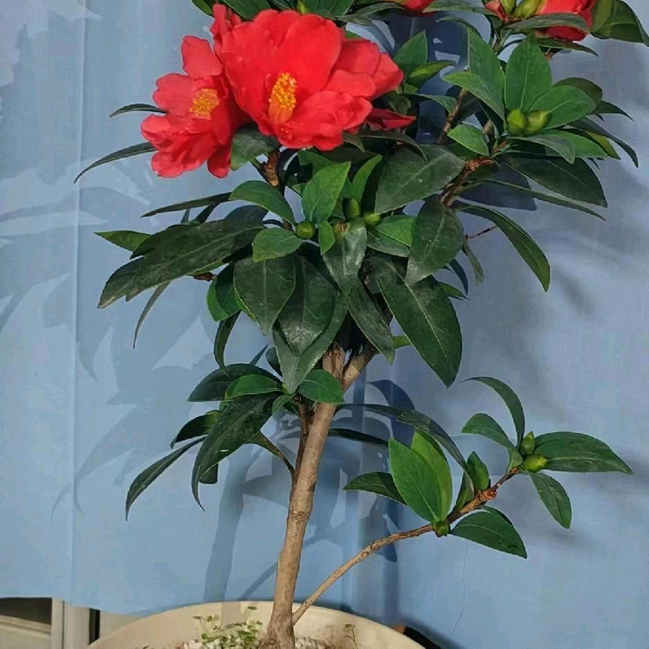 富情妹妹