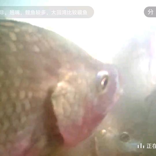 万峰湖挚友渔家基地大当家