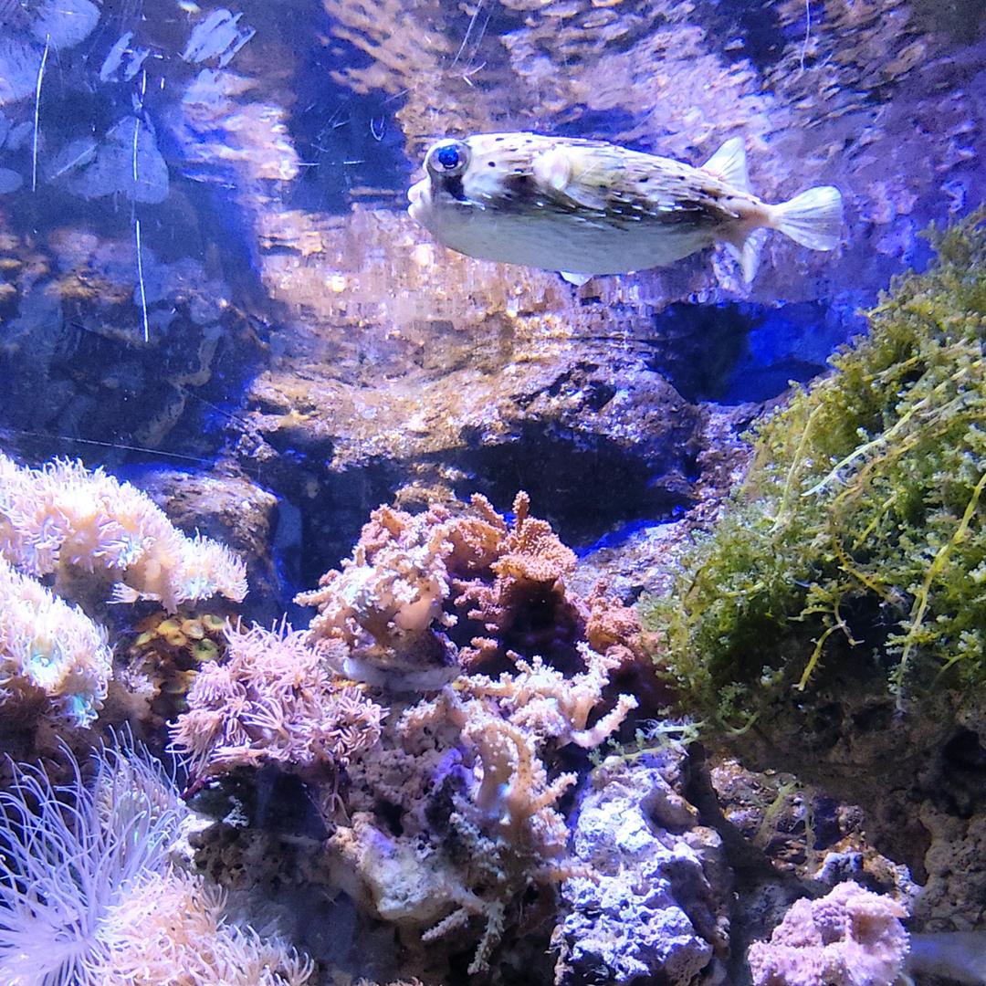 一条有牵挂的鱼🐠