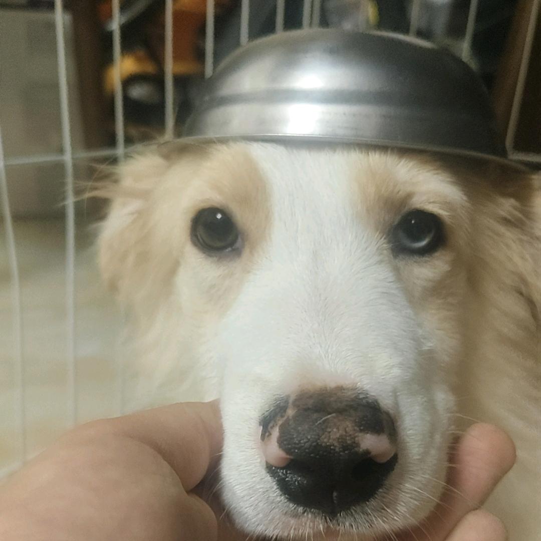 粉丝