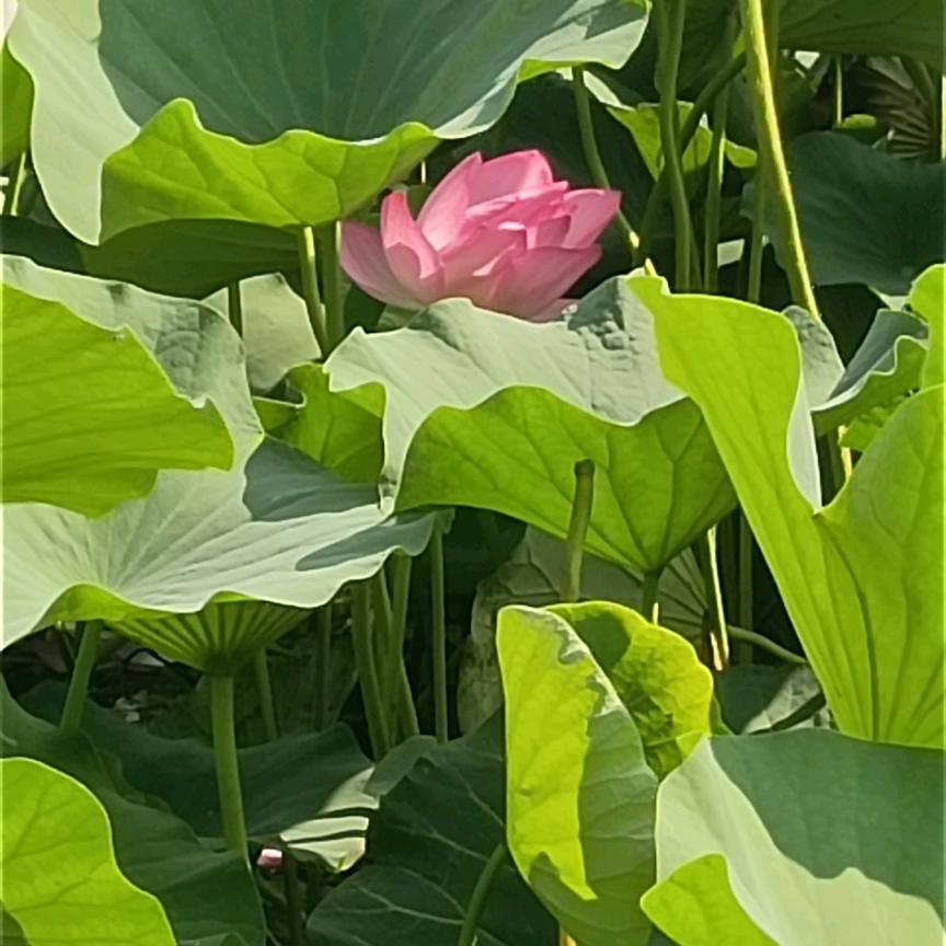 平凡人生