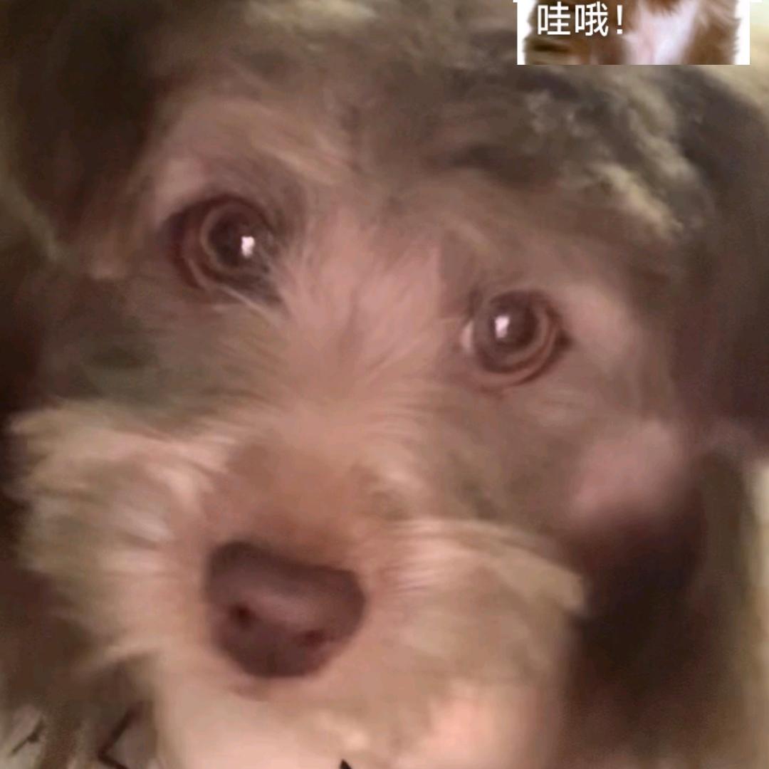 小麒