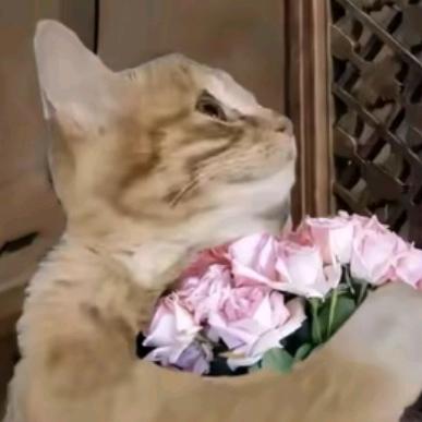 他仍然人云亦云