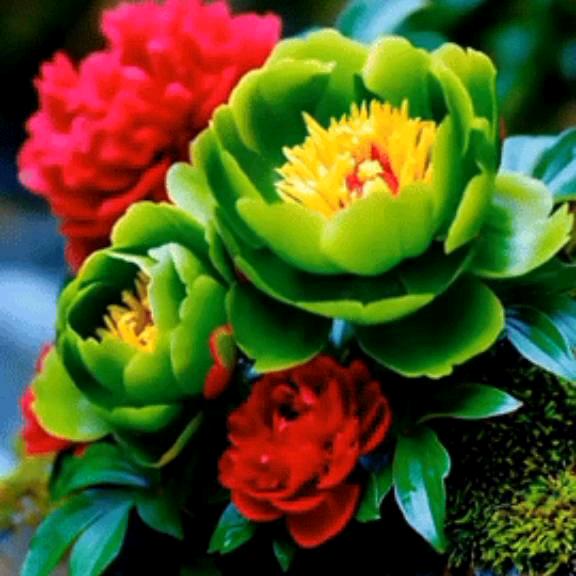 義🌹🌹一生有你🌹🌹