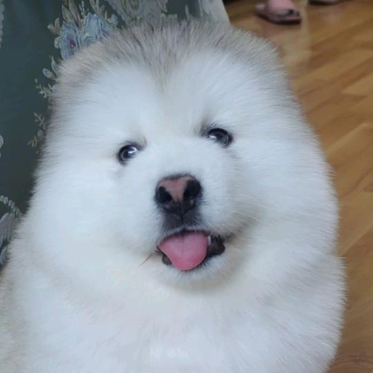 海哥精品阿拉斯加犬（二）