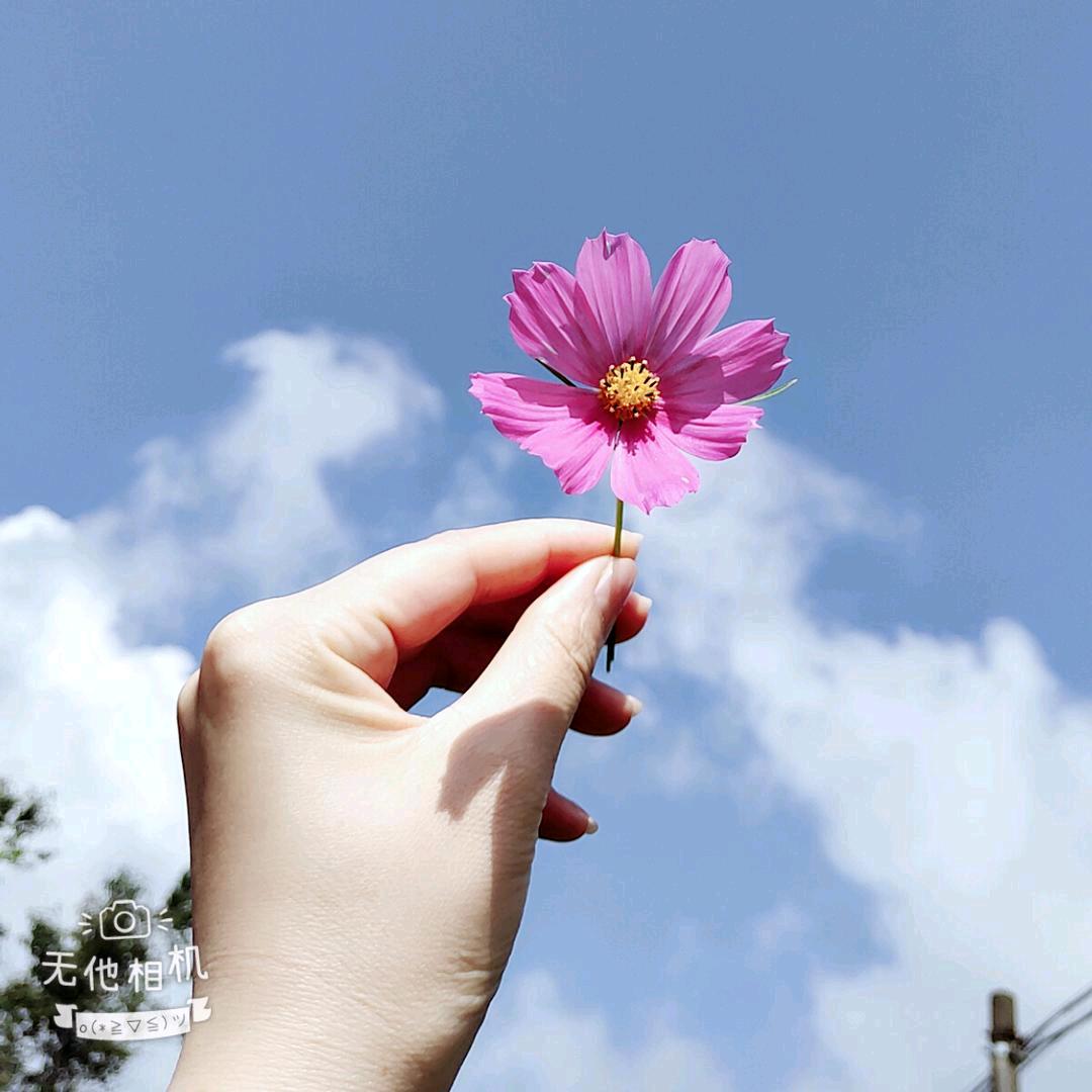 安迪（开心泡菜）